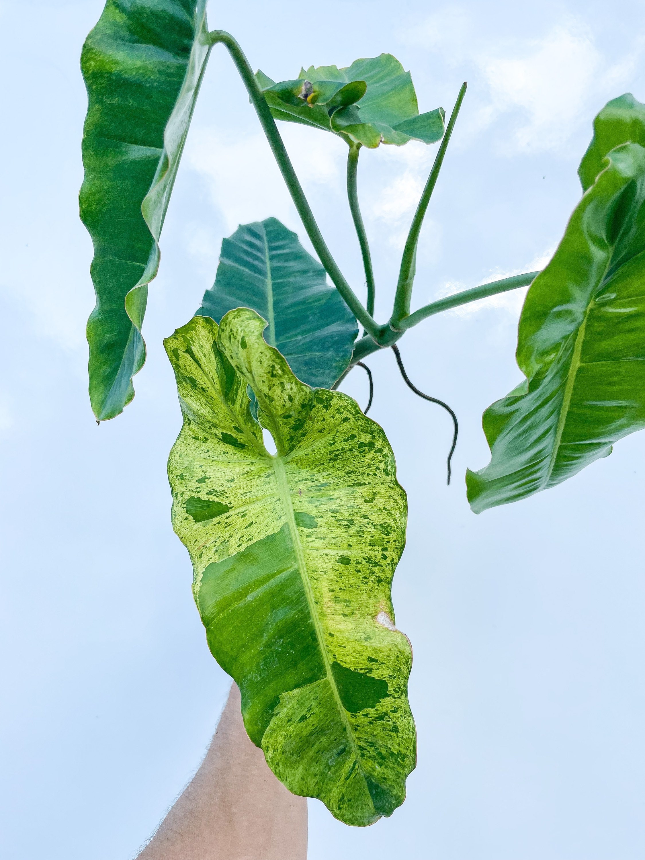 【超激レア】Philodendron Reuy sub marble【斑入り】 超激レア】Philodendron Reuy sub marble 超激レア】Philodendron Reuy