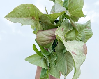 Rare Syngonium Milk Confetti White Pink Aroid Houseplant Monstera Philodendron