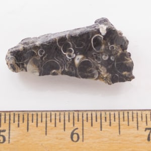May include: A dark grey rock fragment with white circular patterns. The rock is irregularly shaped and appears to be a fossil. A wooden ruler with inch markings is in the foreground.