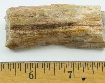 Petrified Wood, Texas, 58g, Fossilized Wood, 2.5 x 1 x 1 " (60 x 25 x 25mm)
