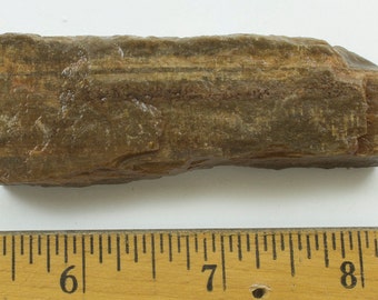 Bois pétrifié, au Texas, 62g, fossilisé bois, 3 x 1 x 3/4"(77 x 25 x 20 mm)