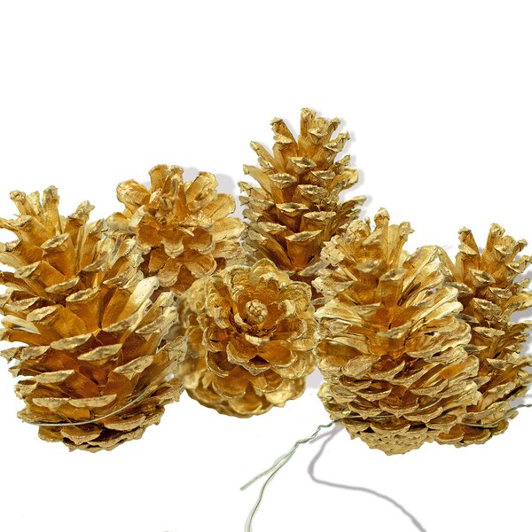 Large Pine Cones Etsy