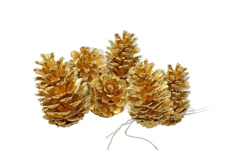 Gold Painted Pine Cones Tinted in Gold Spray Paint Real Etsy