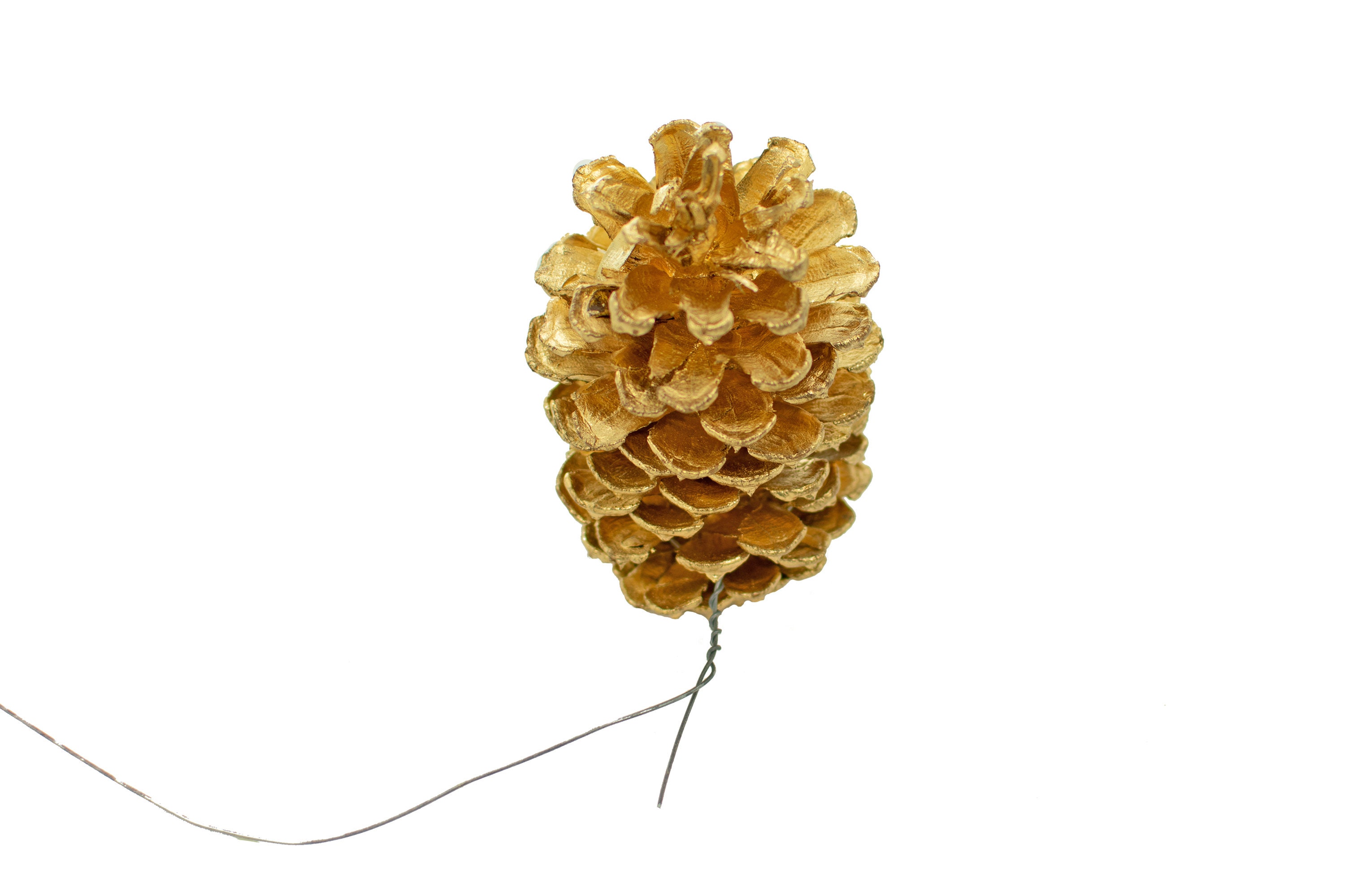 Gold Painted Pine Cones Tinted in Gold Spray Paint Real Etsy