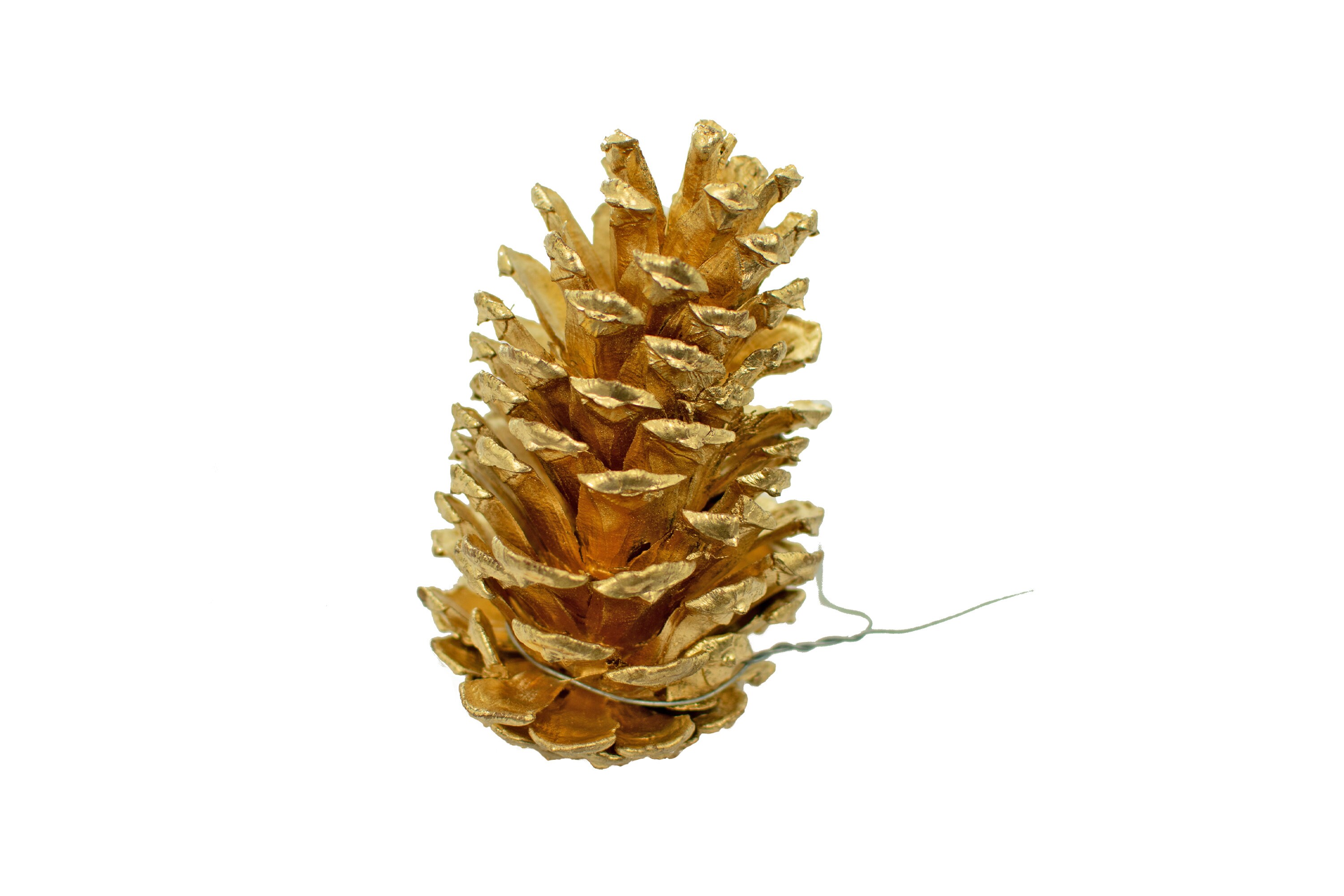 Gold Painted Pine Cones Tinted in Gold Spray Paint Real Etsy