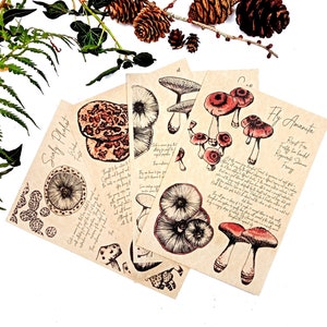 Fungi of Tamriel - Mushroom sketches and journal pages for Alchemist Adventurer Apothecary scrolls