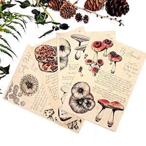 Könnte beinhalten: Vier illustrierte Karten mit Pilzzeichnungen und Beschreibungen. Die Karten liegen auf einem weißen Hintergrund mit einem Farn und Tannenzapfen. Die Karten sind mit "Scaly Pholiota", "Fly Amanita", "Red-Footed Bolete" und "Regal Shield Fungus" betitelt.