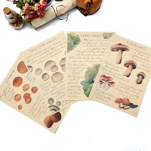 Könnte beinhalten: Vier Karten im Vintage-Stil mit Illustrationen verschiedener Pilzarten. Jede Karte enthält eine handschriftliche Beschreibung des Pilzes, einschließlich seines Namens, seiner Eigenschaften und seiner Verwendung. Die Karten befinden sich auf einem weißen Hintergrund.