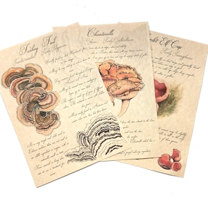 Mushroom art prints - Fungi & Mycology journal pages. Botanical illustration