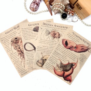 May include: Four illustrated cards featuring deep sea creatures. The cards are printed on a parchment-like paper with a vintage aesthetic. The cards feature a Giant Isopod, a Gulper Eel, a Deepsea Anglerfish, and a Vampire Squid.