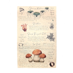 May include: A vintage style illustration of various mushrooms and fungi, including a glowing mushroom, stinkhorn, swamp fungal pod, and a jop stool. The illustration is drawn in a watercolor style on a parchment-like background with handwritten text describing each type of mushroom.