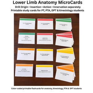 Lower Limb Anatomy Flashcards Printable | Muscle Origin Insertion Action Innervation Study Cards | PT DPT PTA Kinesiology