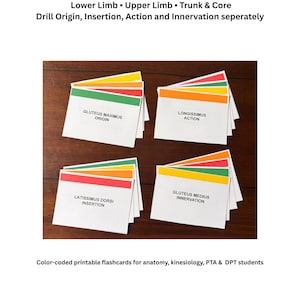 Complete flashcards over spieranatomie (printbaar) | Studiekaarten over oorsprong, aanhechting, werking en innervatie | Fysiotherapie (PT), Tandheelkunde (DPT), Fysiotherapieassistent (PTA)
