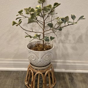 Op de afbeelding: Een kleine potplant met groen-witte bonte bladeren in een witte keramische pot met uilthema. De pot staat op een natuurlijke rotan plantenstandaard.