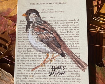 postcard set of 6, postcard, bird, sparrow, watercolor print, art, original, postcrossing