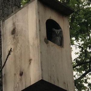 Fall sale, XL Owl Nesting Box, Ships QUICKLY, Cedar Barred Owl House, Large Bird House, free shipping