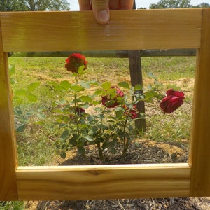 May include: A wooden picture frame with a clear glass insert, showcasing a close-up of a rose bush with red roses in bloom.
