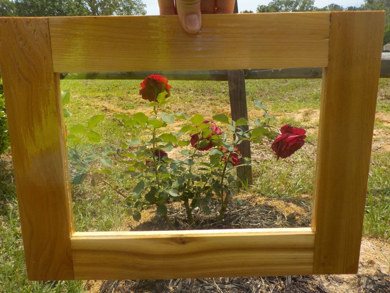 May include: A wooden picture frame with a clear glass insert, showcasing a close-up of a rose bush with red roses in bloom.