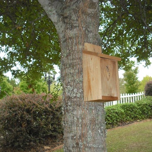 Spring Special: Cedar bird house for blue birds and wrens, with clean out panel image 5