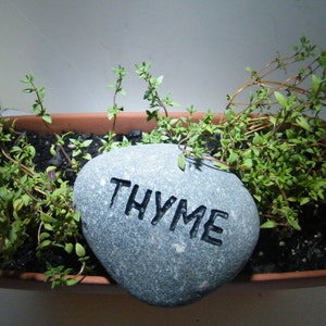 May include: A gray stone with the word "THYME" carved into it sits in a terracotta pot filled with green thyme plants.