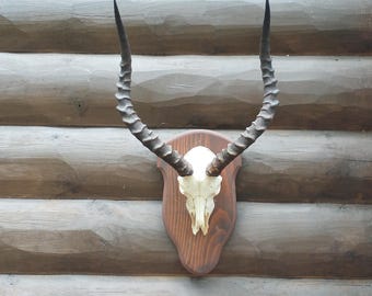 Vintage Impala Horns and Skull on Wooden Plaque, European Mount