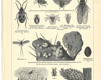 Wasp Nest Beetle Etsy