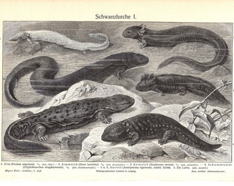 Urodela Original Antique Encyclopaedia Illustration Siren Eel Marine Wildlife wall decor home decor 1891 EEL Fish