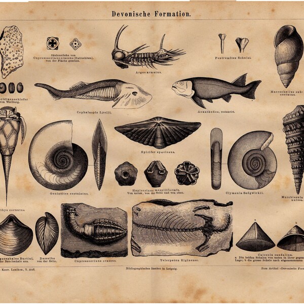 Devonian period - original print of fossils from this geological period