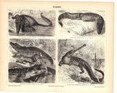 Original 1890 Antique lithography print difference croc species amphibious wild life animal swap lake river crocodile alligator carnivorous