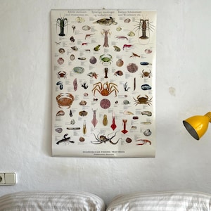 Puede incluir: Un póster educativo vintage que presenta diversas criaturas marinas, incluyendo crustáceos y moluscos. El póster, titulado "Scandinavian Fishing Year Book", tiene texto en varios idiomas.