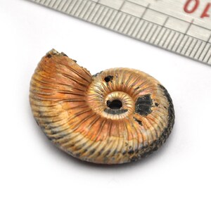 アンモナイト化石 7cm、赤いアンモナイト、玉虫色、オパール化