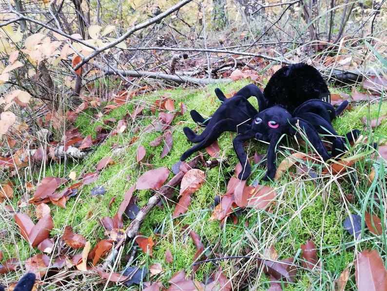 Vogelspinne Gundula Bild 1