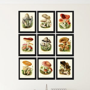 Mushrooms Botanical Wall Art Prints set of 9 Beautiful Antique Pink White Brown Forest Outdoor Nature Home Kitchen Dining Decor to Frame PDH