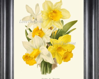 Bundles Yellow Daffodils Canvas Picture Wall Deco