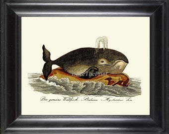 WHALE ANTIQUE ANIMAL ILLUSTRATION ART PRINT Diagram Home Decor Wall Picture