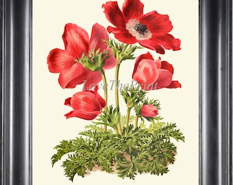 絵画 anemone Sea Anemone Art Print, Sea Anemone Poster, Ernst Haeckel