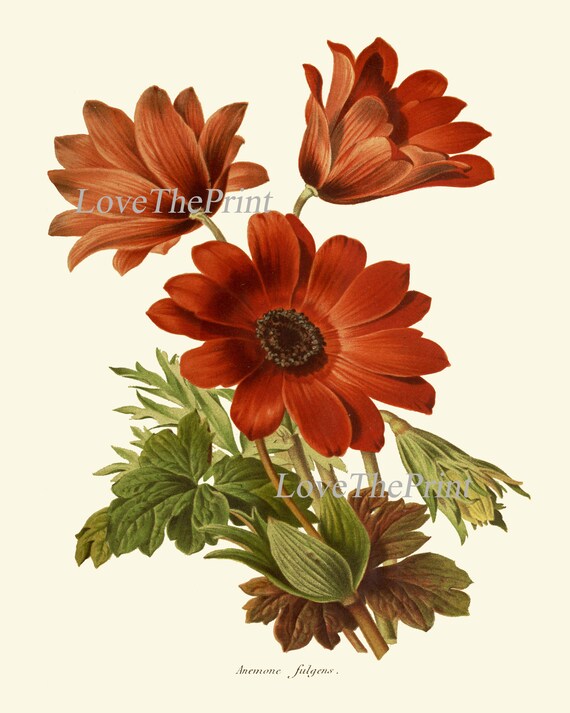 絵画 anemone Anemone Flower Botanical Print IH939 Beautiful Antique Orange