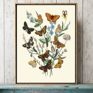 Butterfly Print Wall Art EBM4 Beautiful Antique Moth Butterflies Caterpillar Insect Botanical Wildflowers Flower Country Home Decor to Frame