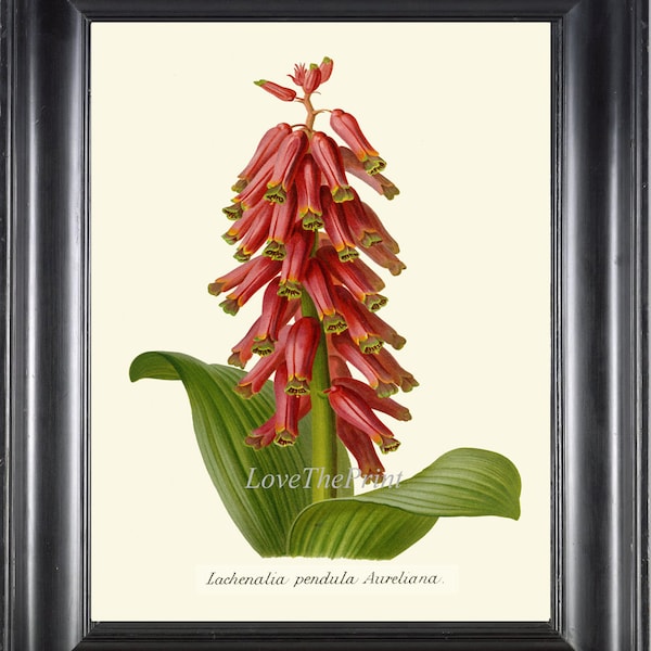 Botanical Wall Art Print IH868 Beautiful Antique Lachenalia Tropical Garden Nature Flower Natural Ivory Background Home Decor to Frame IH