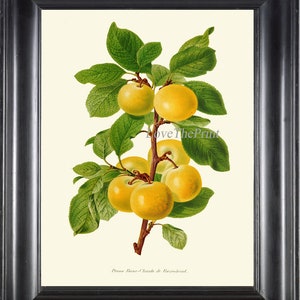 Plum Botanical Print IH912 hermosa antigua árbol verde amarillo rama bonita fruta cocina comedor salón habitación pared arte decoración a marco IH