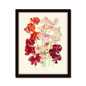 Dulce pea flor pared arte impresión IH609 hermoso blanco antiguo rosa rojo Borgoña casa habitación botánica decoración acuarela a marco