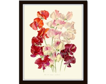 Sweet Pea Flower Wall Art Print IH609 Beautiful Antique White Pink Red Burgundy Flowers Home Room Botanical Decor Watercolor to Frame