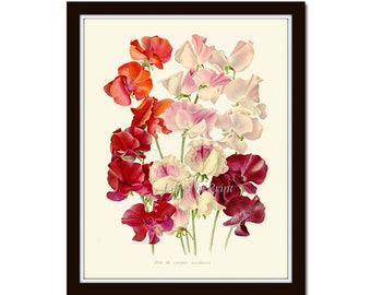 Sweet Pea Botanical Flower Wall Art Print IH609 Beautiful Antique White Pink Red Burgundy Home Decor Garden Nature Gift to Frame
