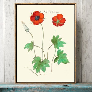 Anemone Botanical Wall Art Print ABD46 Beautiful Antique Red Green Wildflowers Flowers Decoration Poster Pretty Home Room Decor to Frame