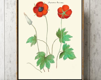 Anêmona botânica impressão de arte de parede ABD46 lindo antigo vermelho verde flores silvestres flores decoração pôster bonito decoração de quarto de casa para moldura