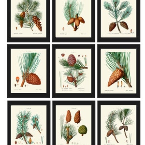 Pine Cone Botanical Wall Art Prints set of 9 Beautiful Antique Pine Tree Pinecones Picture Illustration Green Home Room Decor to Frame TDA