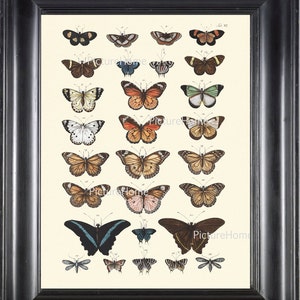 BUTTERFLY PRINT 8X10 Beautiful Art Print 3 Antique 1734 Butterflies Illustration to Frame Home Wall Decoration Summer Garden