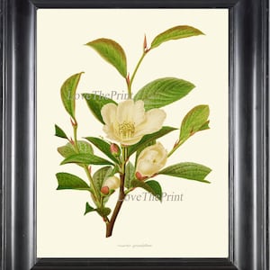 White Mountain Camellia Botanical Wall Art Print IH934 Beautiful Antique Tree Flower Home Room Decor Picture Illustration to Frame IH