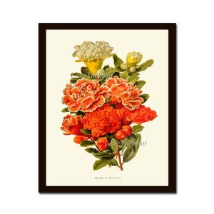 Pomegranate Flowers Botanical Print IH925 Beautiful Antique Red White Orange Yellow Green Colorful Flower Wall Art Home Room Picture Decor