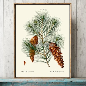 Pinecone Print Wall Art TDA26 Beautiful Antique Botanical Pine Cone Tree Branch Winter Green Forest Outdoor Nature Home Room Decor to Frame